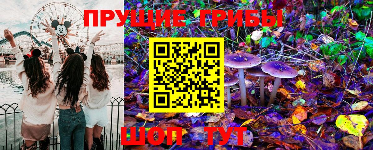 Псилоцибиновые грибы Psilocybe Выборг